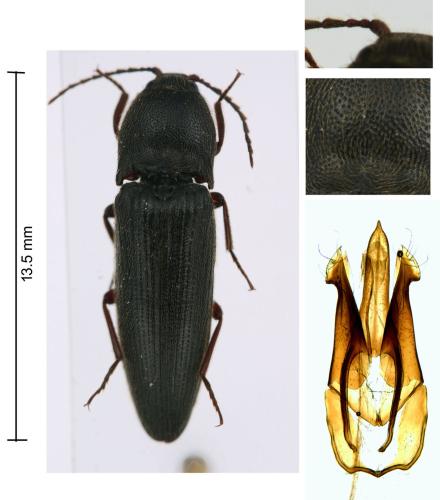 Melanotus crassicollis